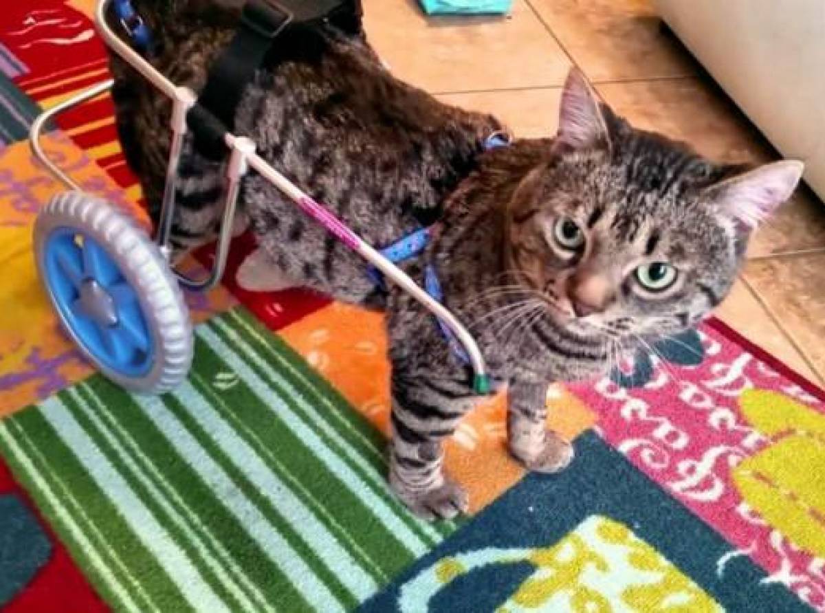 La disabilità colpisce anche i nostri amici a quattro zampe. Incidenti, patologie neurologiche e vecchiaia, le cause