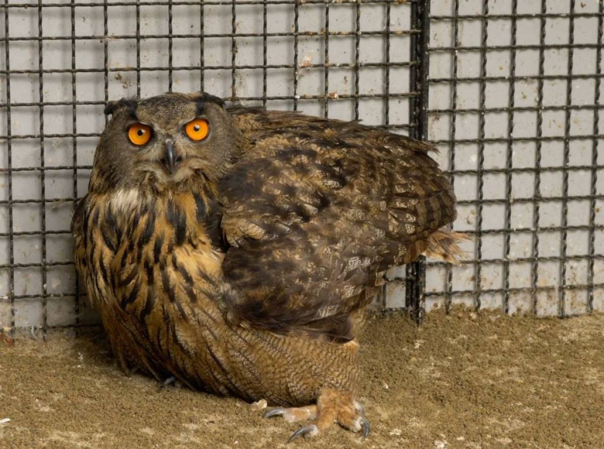 Gli animali, come gli esseri umani provano dolore, soffrono e possono addirittura morire di dolore