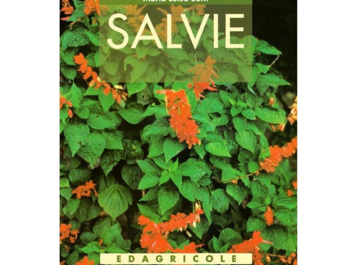 La signora dei vivai, Maria Luisa Sotti e la pianta dalle mille virtù: la salvia comune, o salvia officinalis 