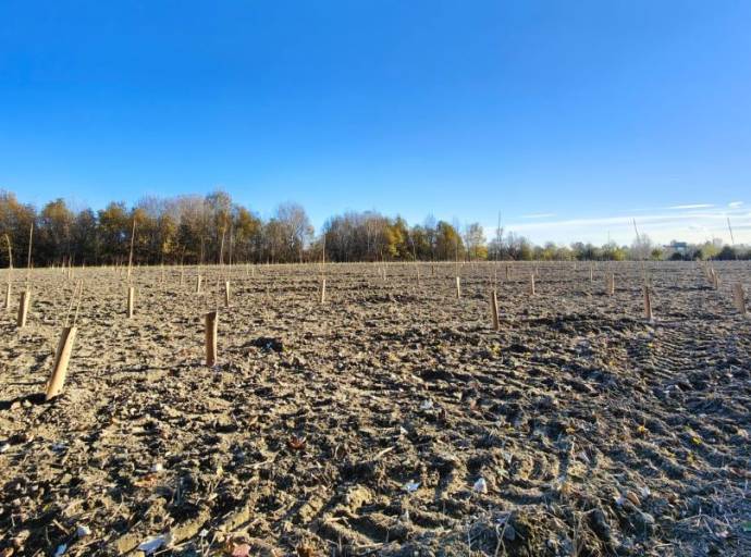 Città metropolitana riforesta il Bosco del Gerbasso a Carmagnola con la piantumazione di 2.633 alberi