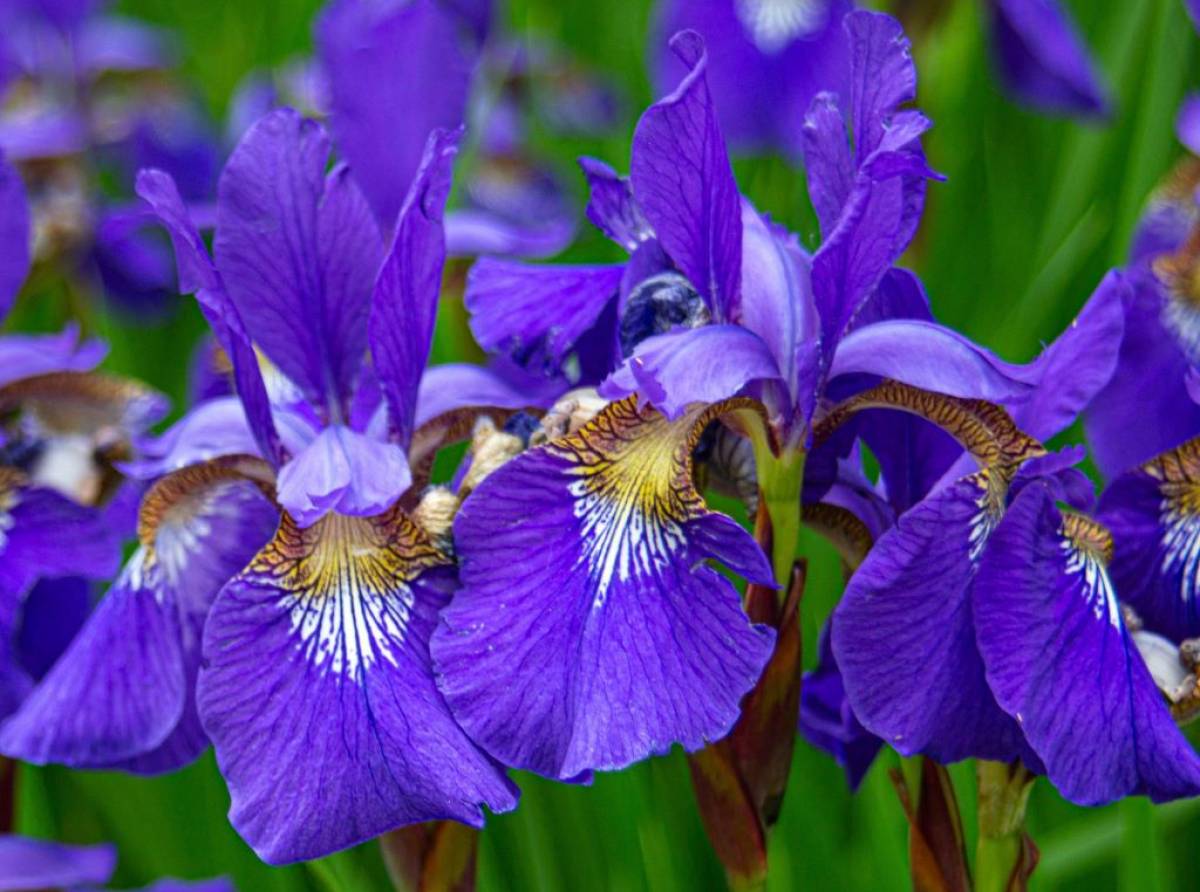 Piante che non odiano l'inverno: l'Iris Germanica, i favolosi fiori che colorano il giardino dalla primavera alle prime gelate