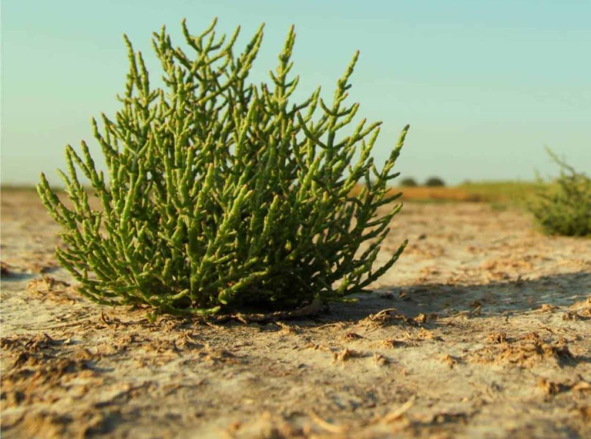 Asparago di mare, salicornia, la pianta ecologica che cresce spontaneamente lungo le coste, ricca di proprietà benefiche