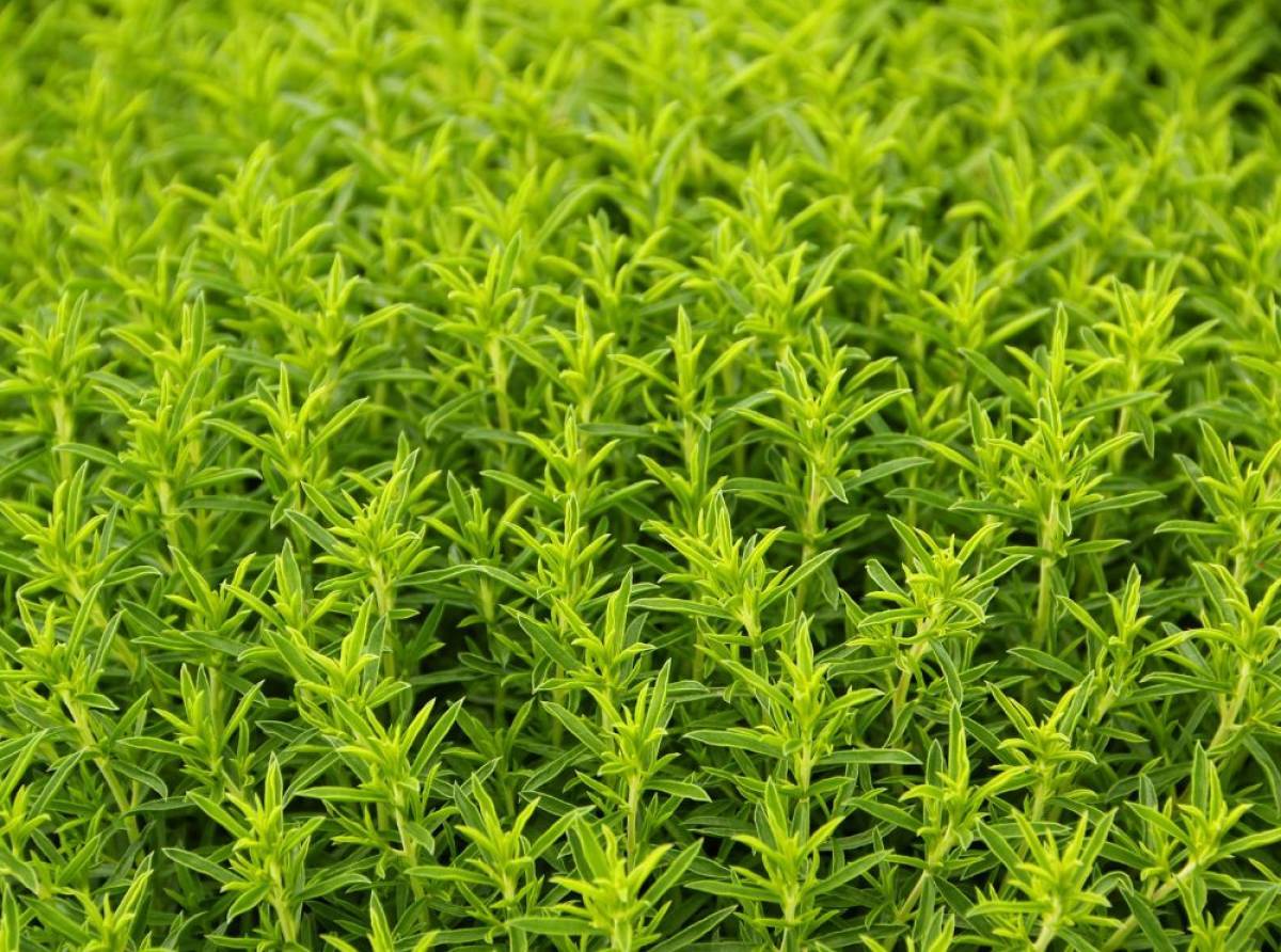 Santoreggia, la pianta officinale fortemente aromatica dalle tante proprietà benefiche. Molto amata in cucina