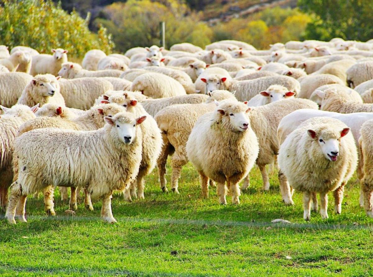Dal pascolo abusivo alle tensioni tra allevatori: il Canavese rurale chiede regole chiare e interventi urgenti per difendere il territorio e la legalità
