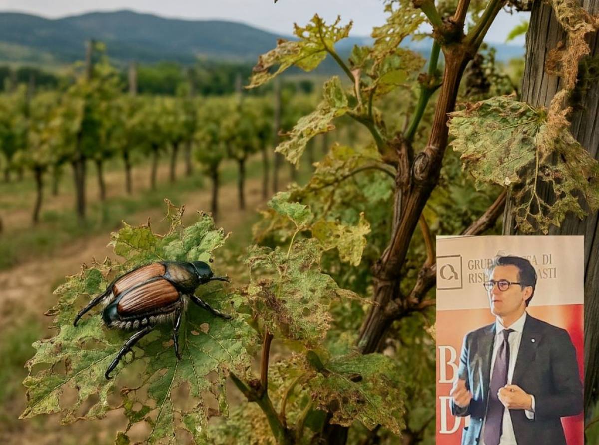 Allarme Popillia Japonica: i vigneti del Canavese sotto attacco, Avetta (PD) chiede interventi urgenti e ristori per i produttori