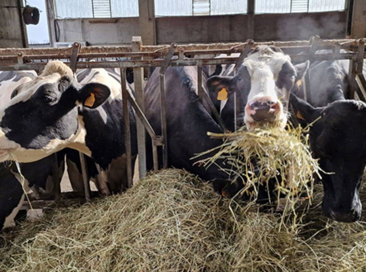 Qualità dell’aria e zootecnia: nasce ARIA, il progetto che unisce imprese agricole e ricerca a Coldiretti e Università