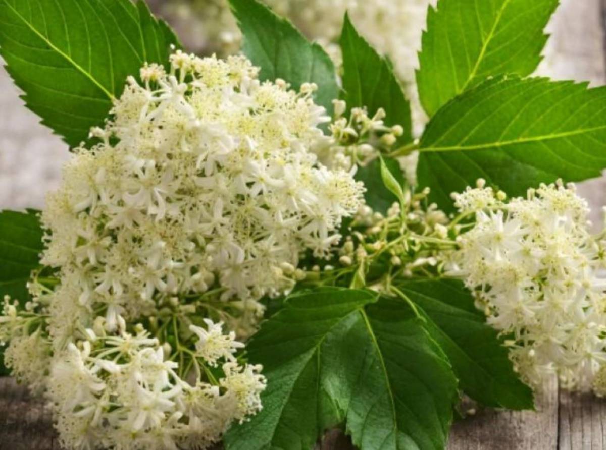 Sambuco: proprietà benefiche, usi antichi, ricette tradizionali e leggende della pianta officinale più misteriosa d’Europa